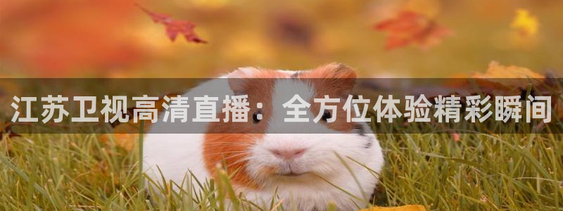 绿茵体育比赛直播：江苏卫视高清直播：全方位体验精彩瞬间